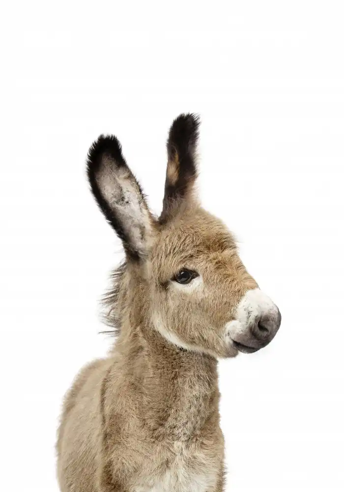 Pienaar, Kathrin: Baby Donkey