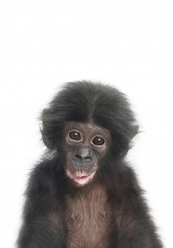 Pienaar, Kathrin: Baby Monkey