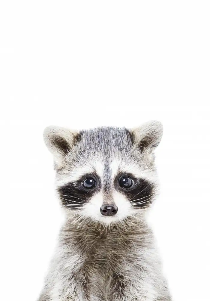 Pienaar, Kathrin: Baby Racoon