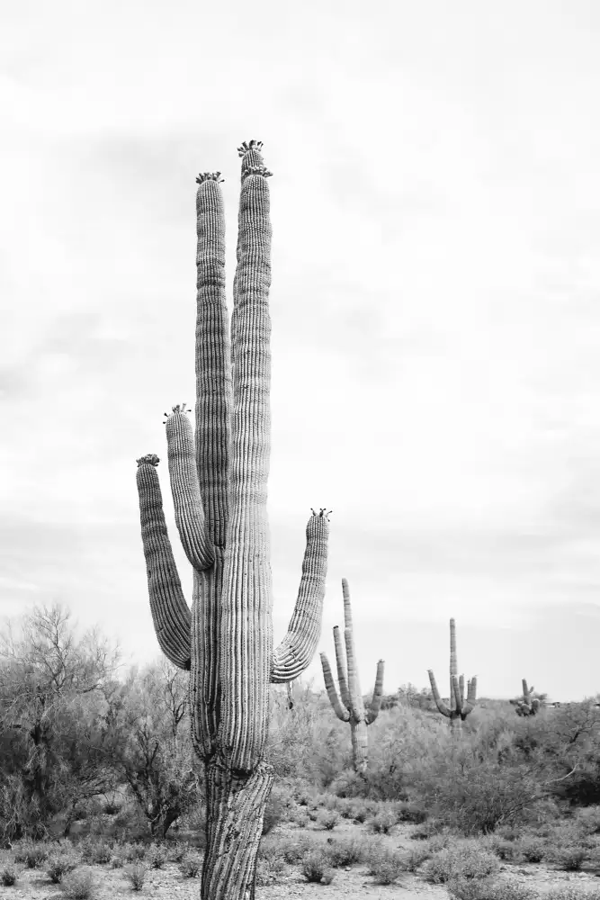 Pienaar, Kathrin: Saguaro B&W