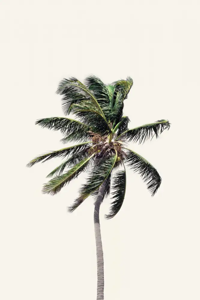 Pienaar, Kathrin: Windy Palm Tree