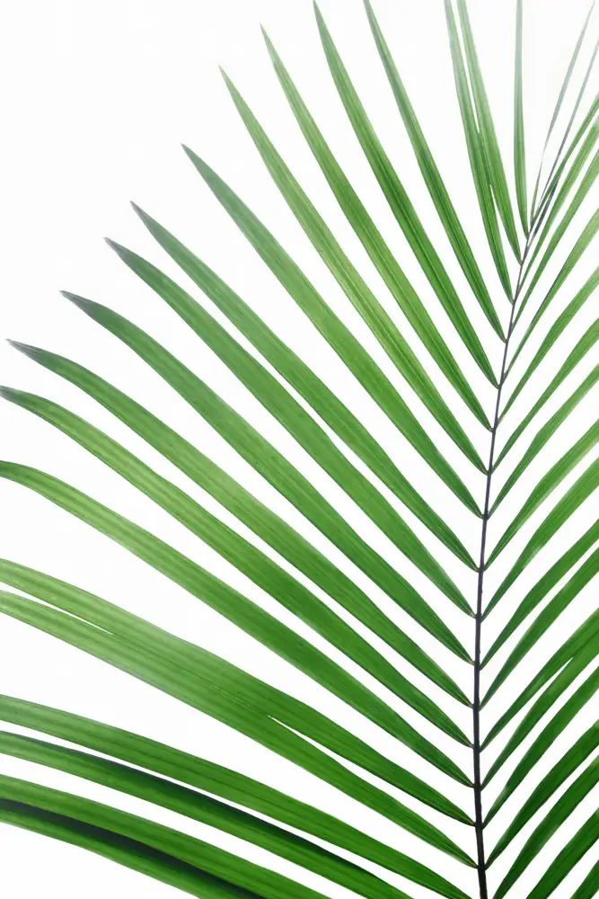 Pienaar, Kathrin: Green Palm Leaf