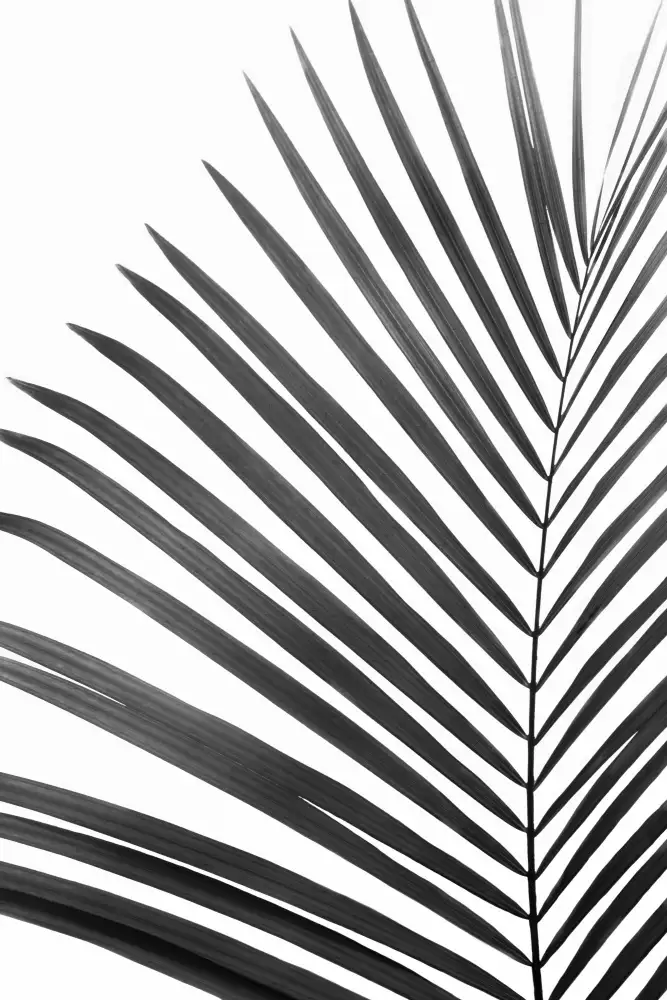 Pienaar, Kathrin: BW Palm Leaf
