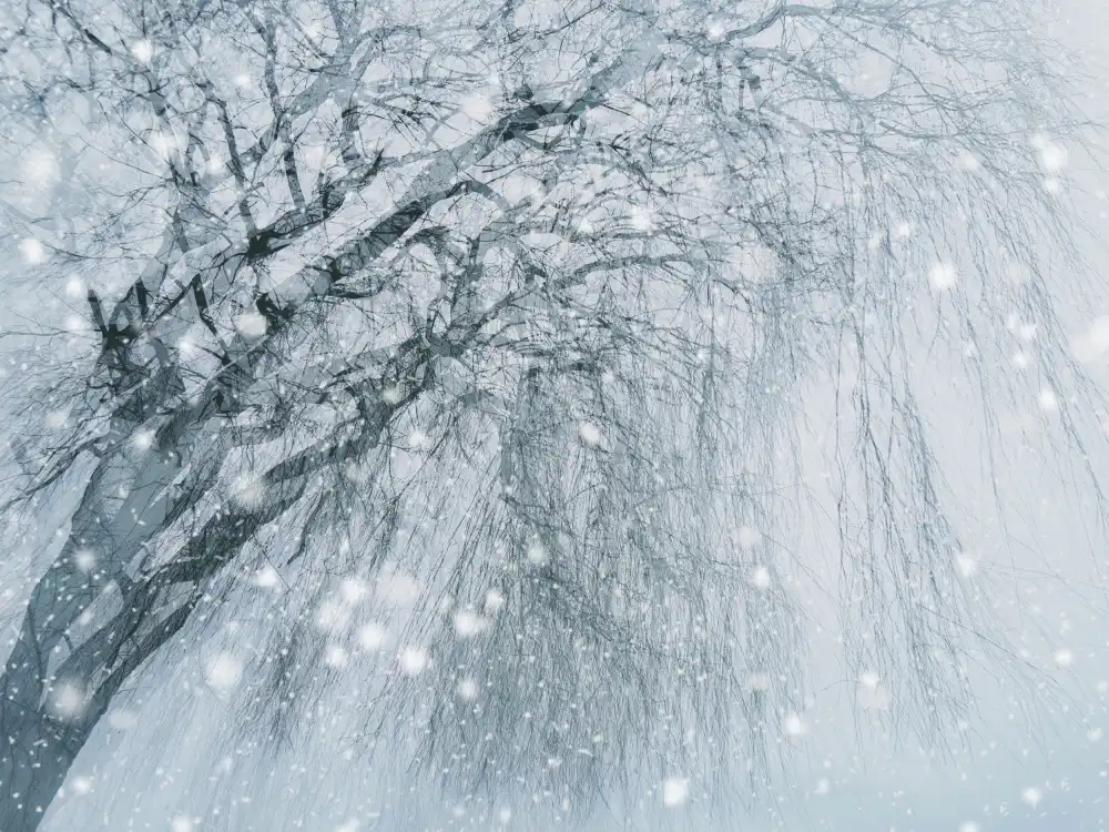 Jasmine: Albero invernale