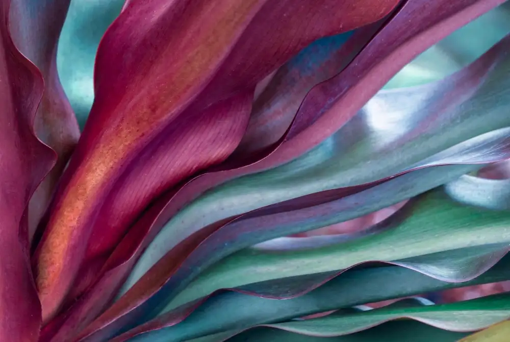 Wechsler, Robin: Un résumé botanique succulent arc-en-ciel de Maui