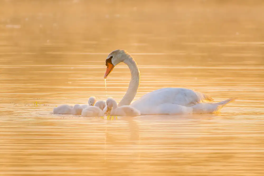 Li, Z. Michael: Swan Mother And Her Babies