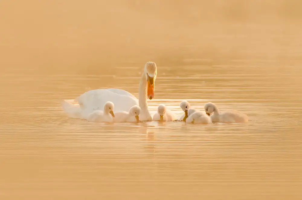 Li, Z. Michael: Swan Mother And Her Babies
