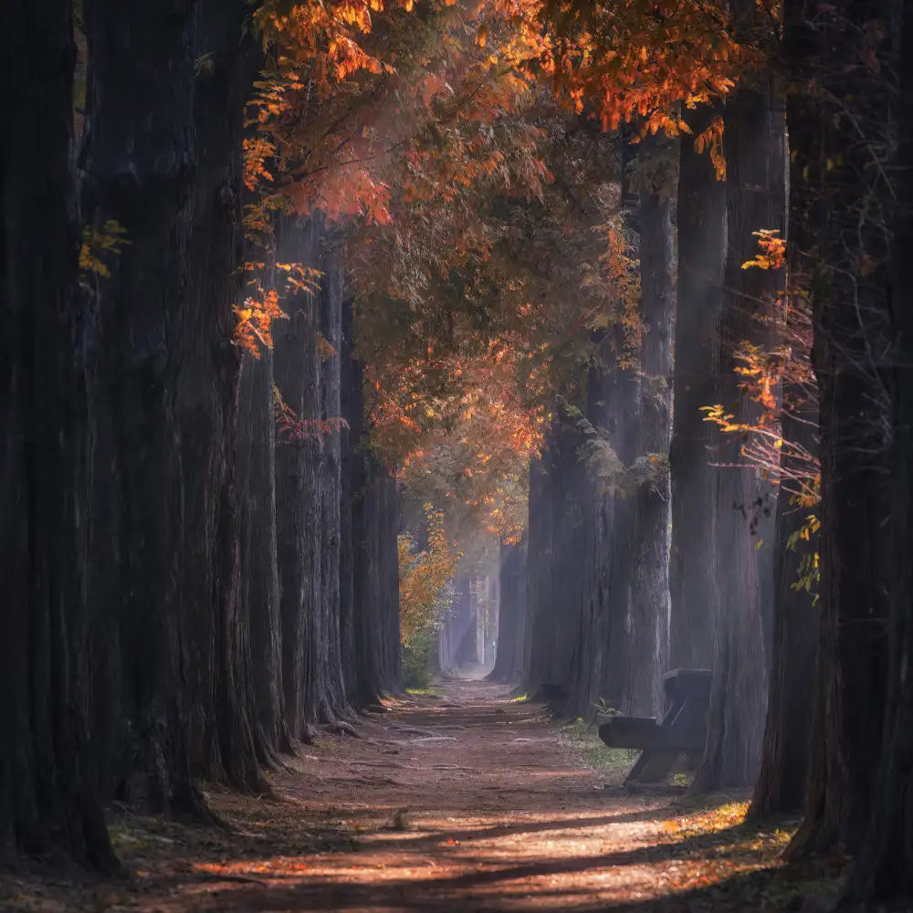 Seo, Tiger: Sunshine road