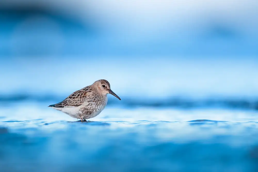 Renmyr, Magnus: Dunlin během podzimní migrace