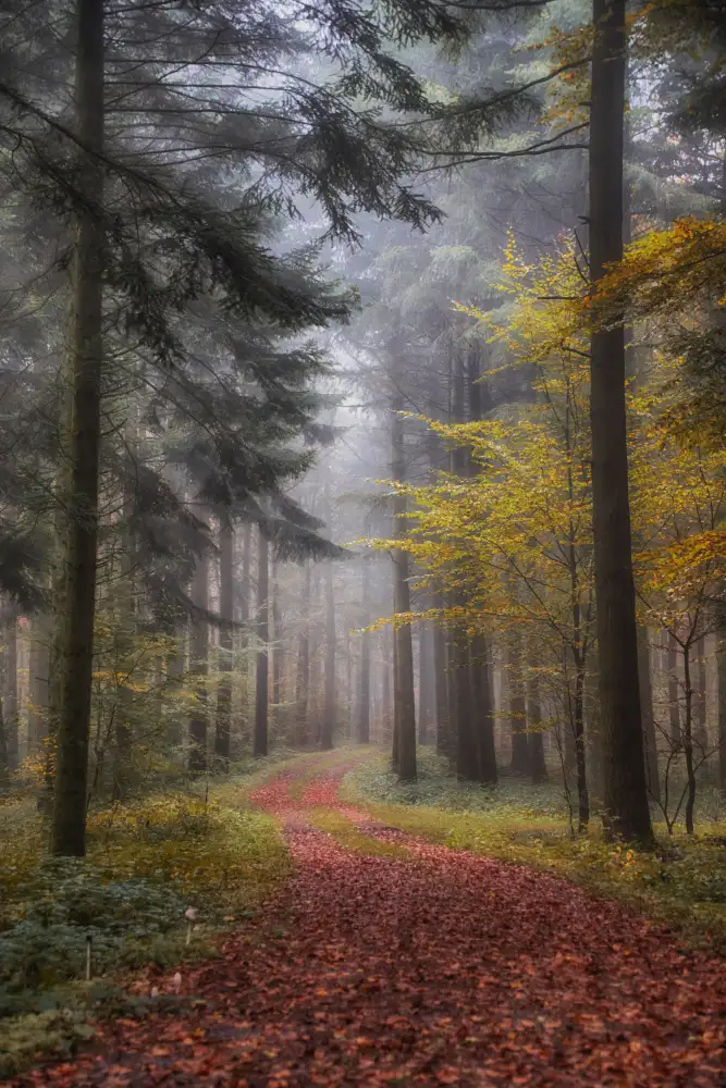 Krier, Guy: forest path