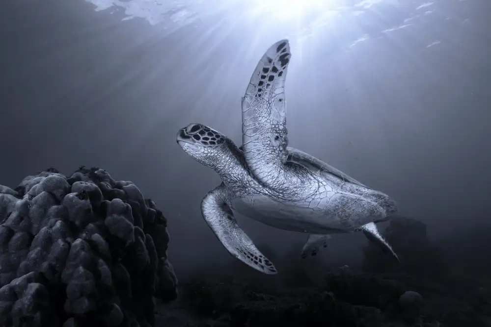 Melesan, Serge: On the reef