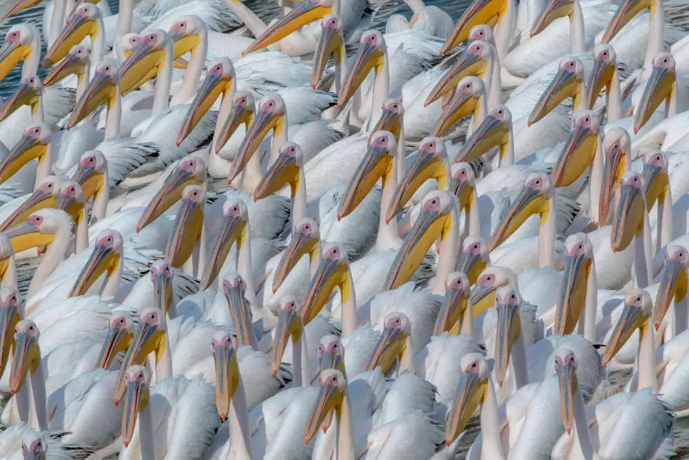 Rublina, Natalia: Pelican migration