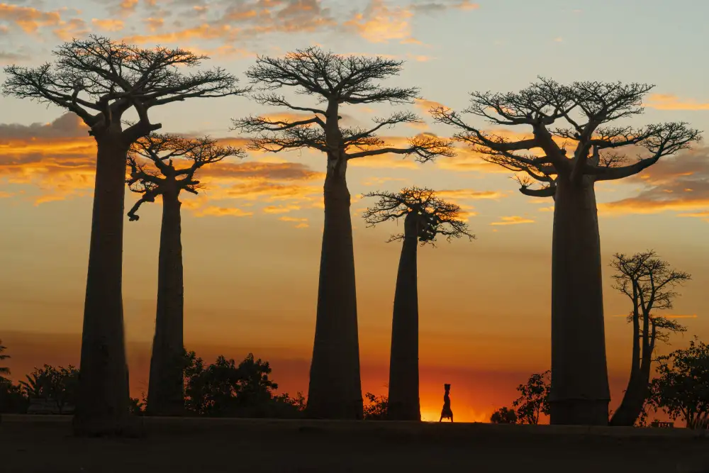 Shi, Mei: Baobabs in Sunset