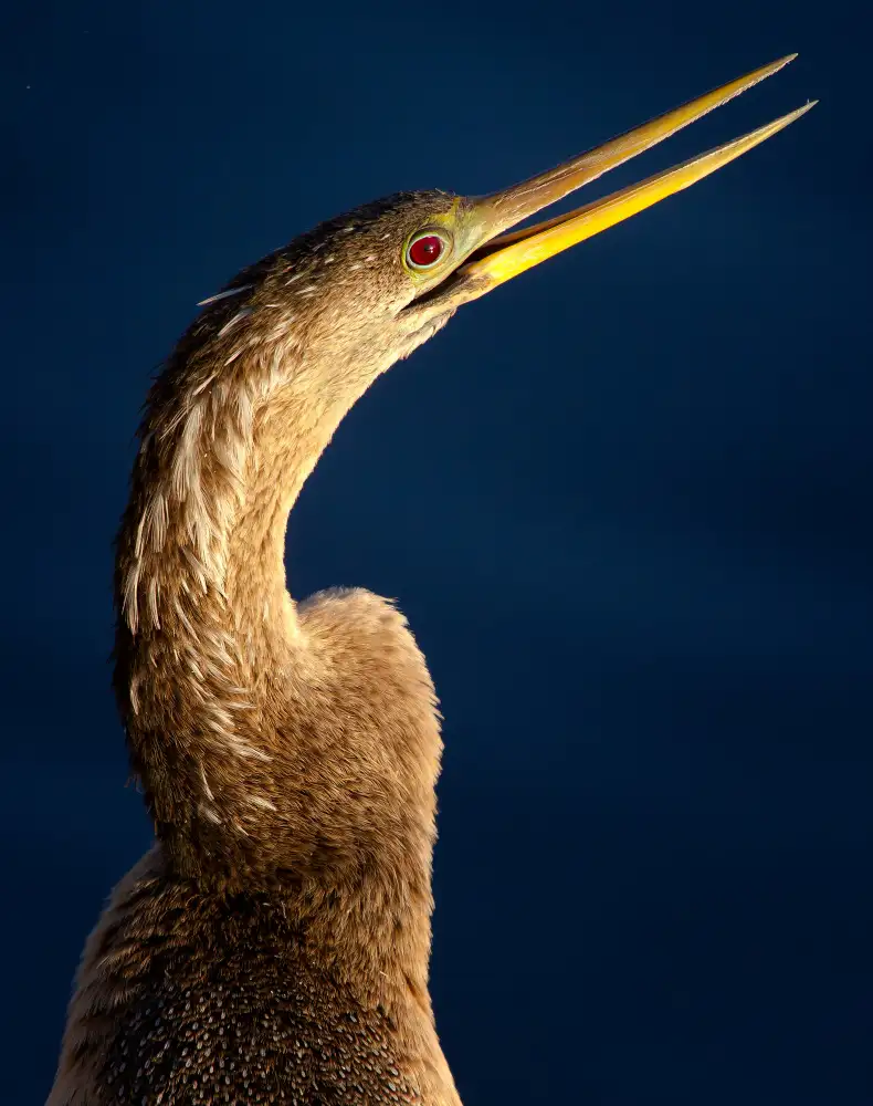 Verdon: retrato anhinga