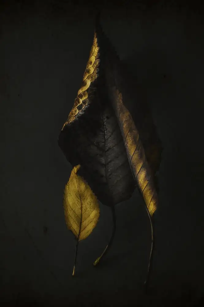 Urbonavičienė, Ingrida: Autumn leaves