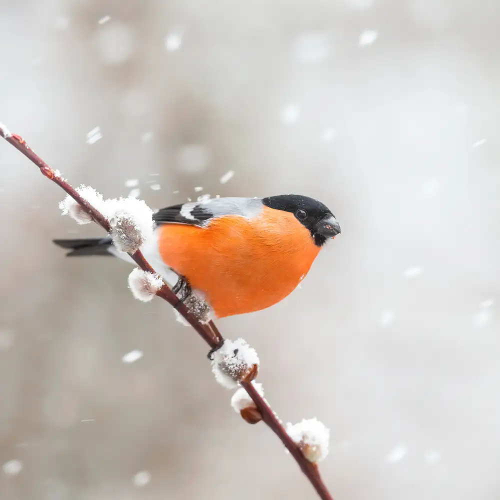 Keizer, Annie: Bullfinch in a snowstorm.