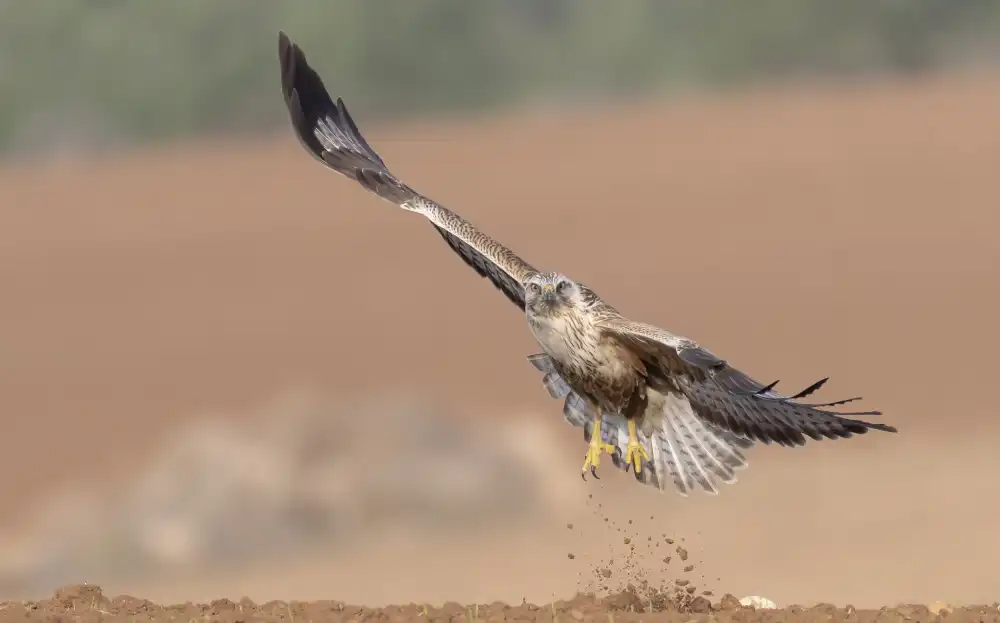Tadmor, Carmel: The Buzzards take off