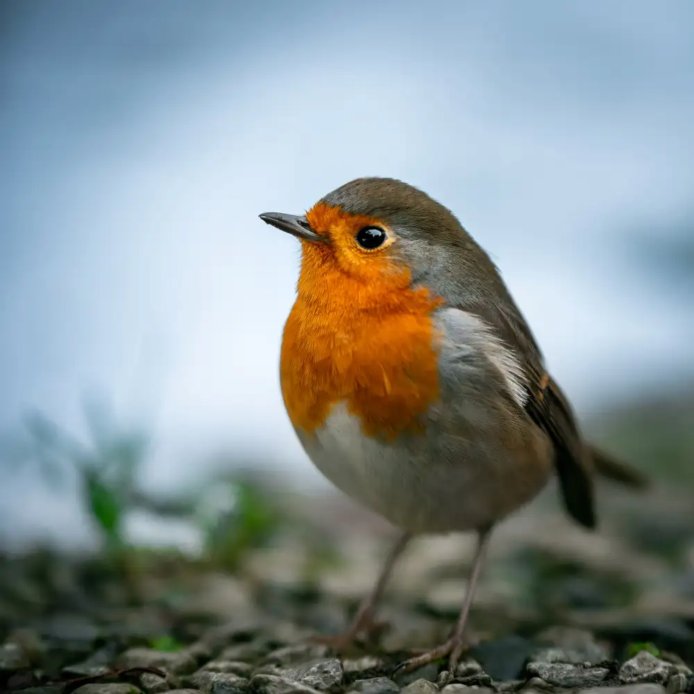 Wilson, Francis: Rocky Robin