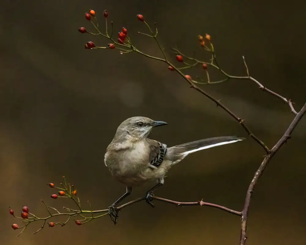 Cai, Xiao: Bird - Northern Mockingbird