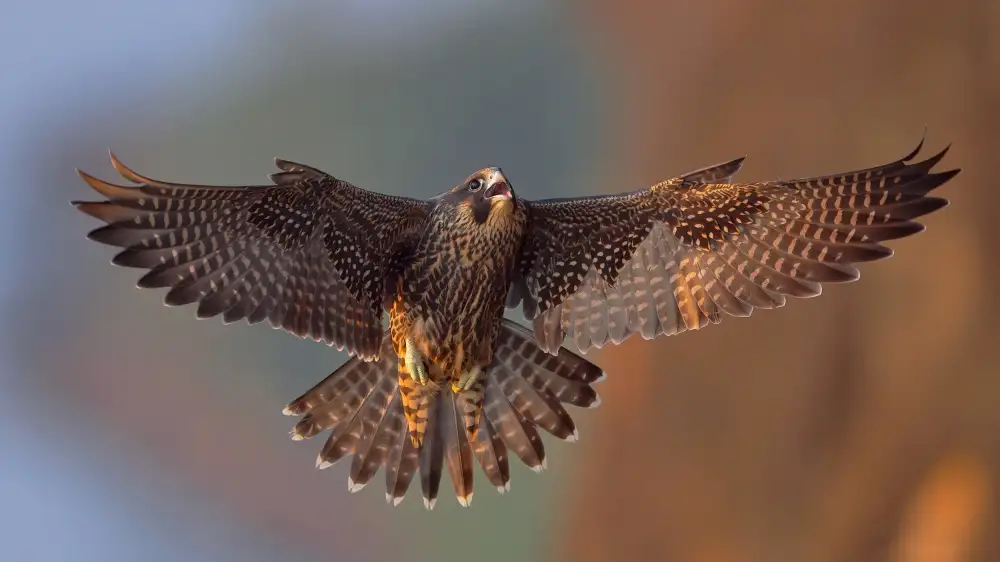 Lam, Gavin: Falco pellegrino