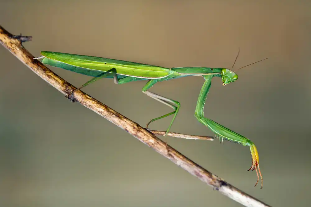 Basaglia, Gianni: Happy Mantis