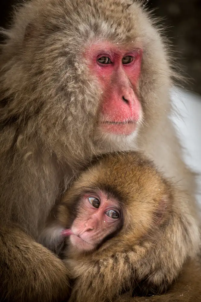 Tsui, Hung: Curious baby monkey