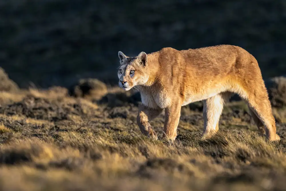 Sink, C. Jeffrey: Di' addio guanaco