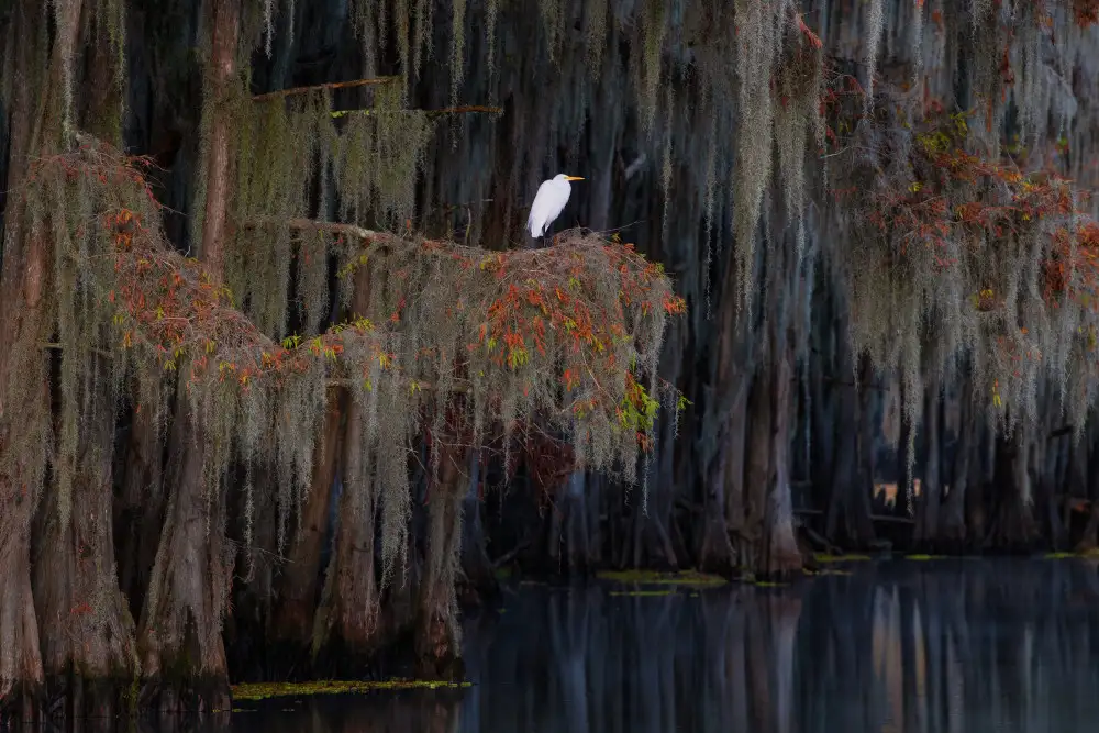 Ruoppolo, Luigi: White heron on the Spanish moss