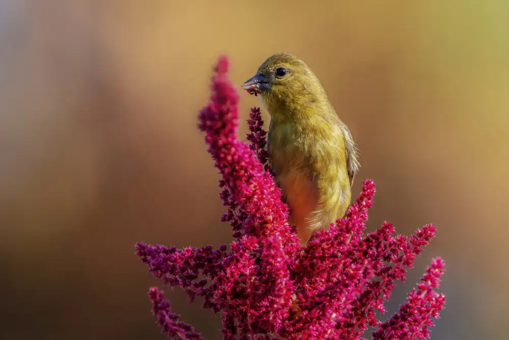 Liu, Wei: Goldfinch