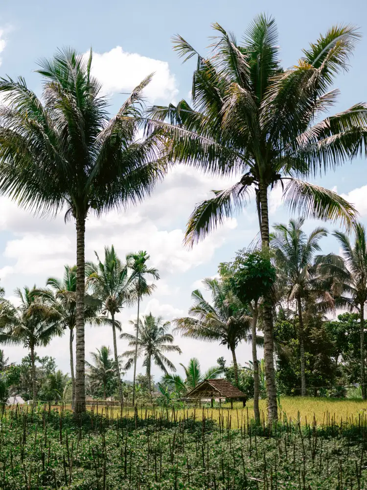 Zwart, Raisa: Tetebatu Lombok