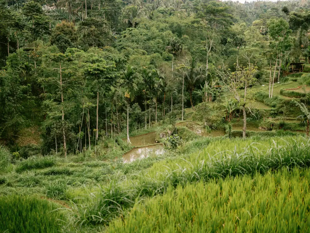 Zwart, Raisa: Tetebatu Lombok