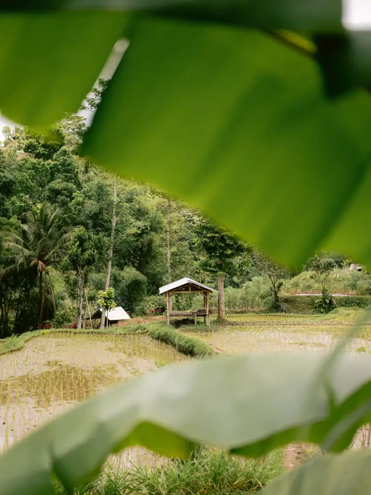 Zwart, Raisa: Tetebatu Lombok