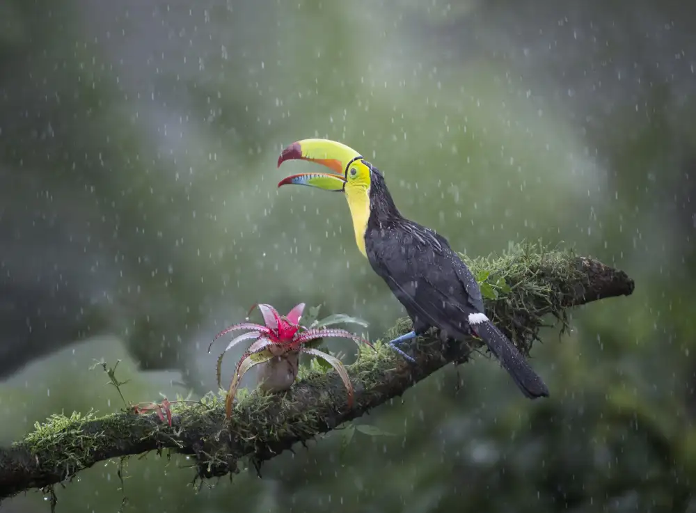 Deng, Larry: Tucano