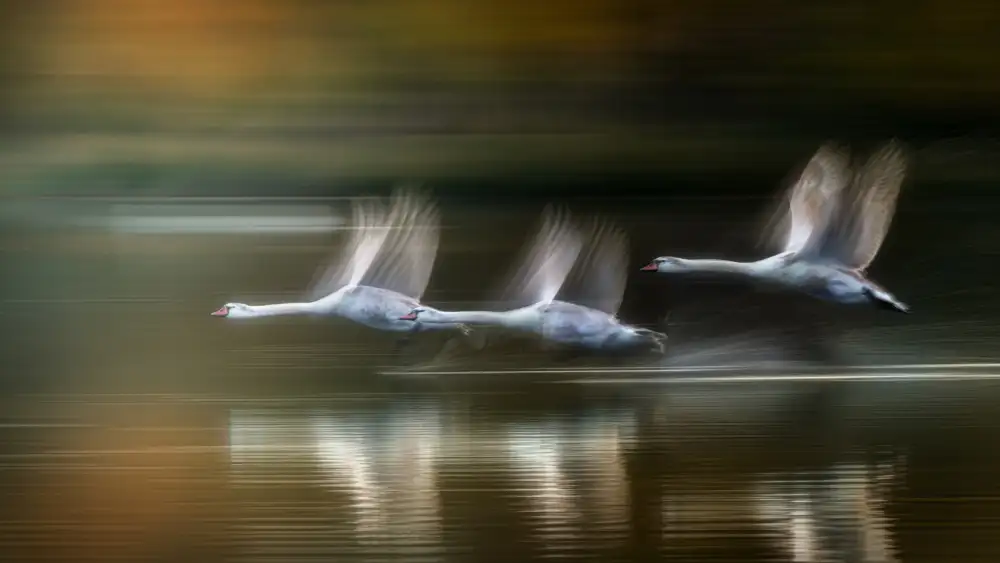 Zhang, Joan: Swans in  flight in Autumn