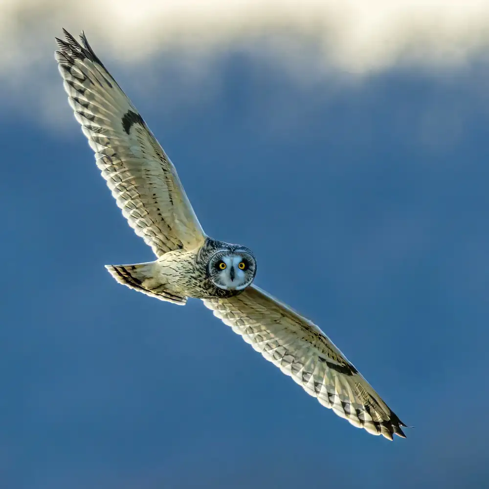 Xu, Jian: Short eared owl