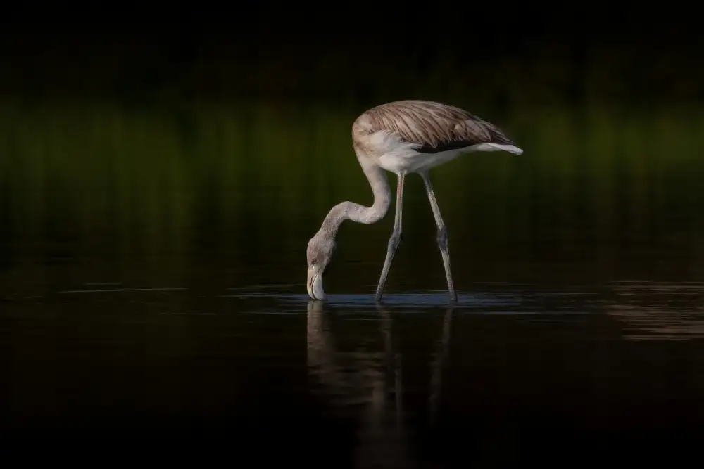 Rublina, Natalia: Greater Flamingo