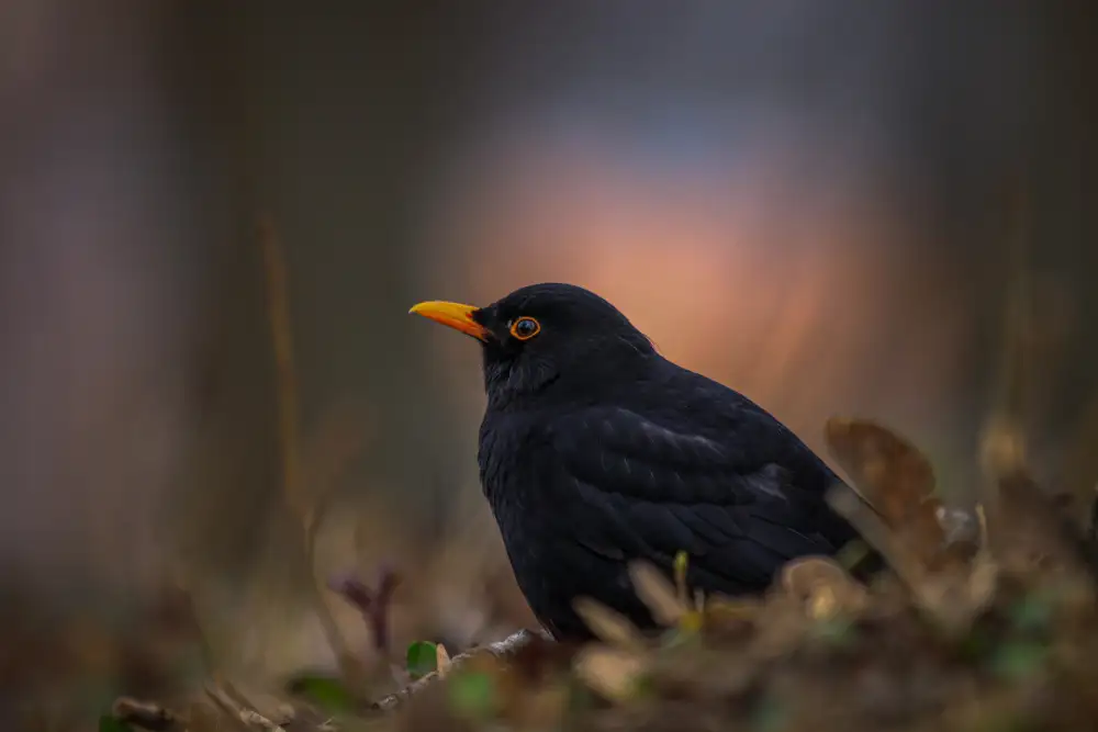 ptu6ki: Blackbird