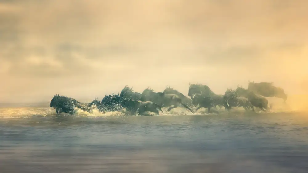 Jiao, Yang: Migration