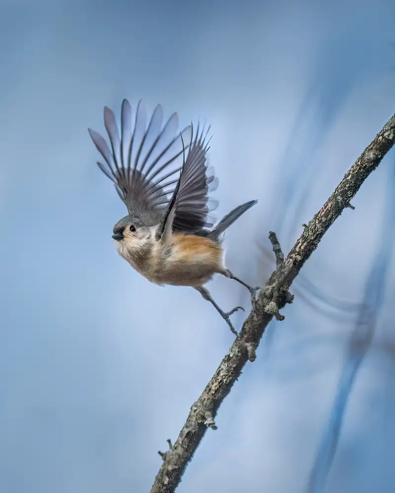 Cai, Xiao: Bird - Tufted Titmouse
