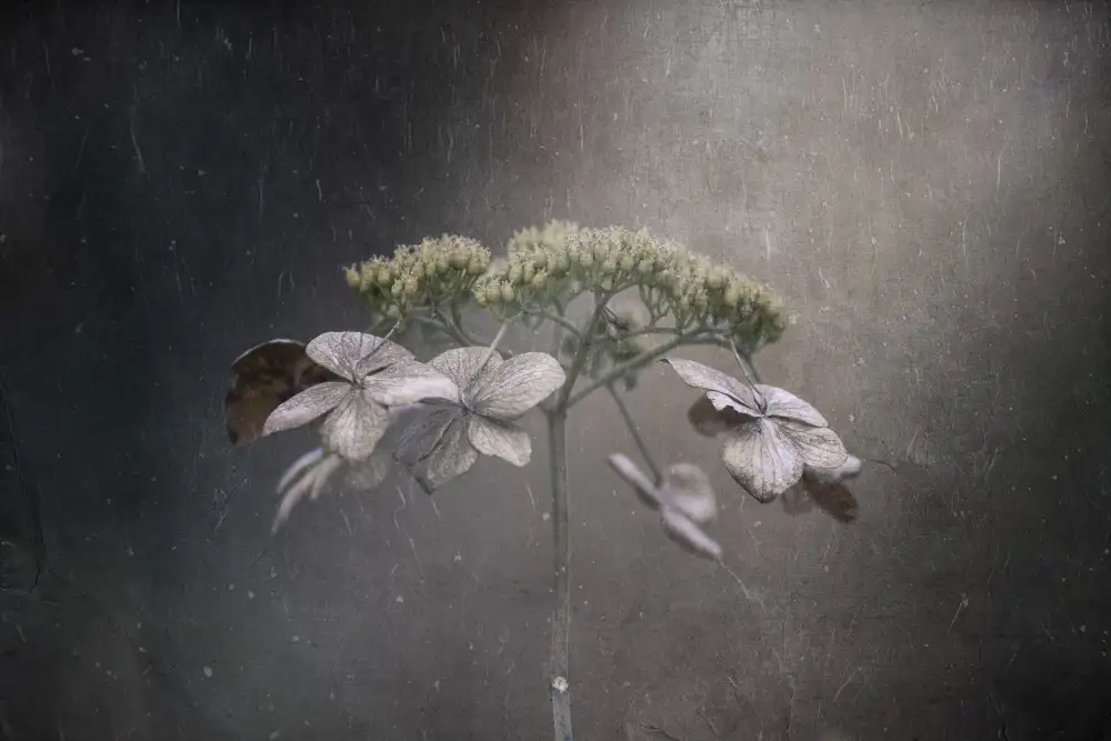 Suzuki, Takashi: Withered hydrangea