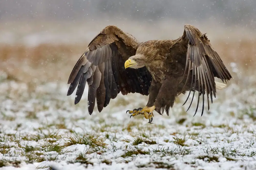 Manusevich, David: Aquila dalla coda bianca