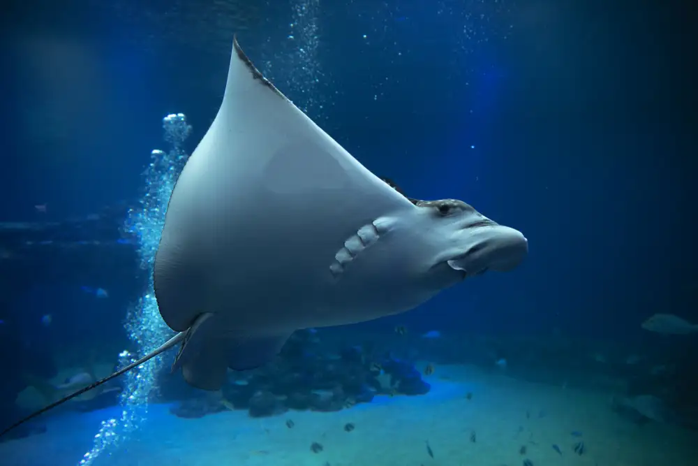KHRBAWE, AYMAN: under water