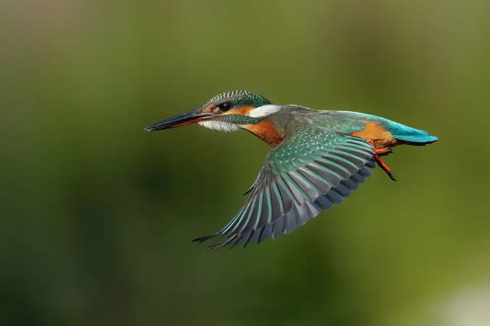 Wilson, Guy: Flugmodus