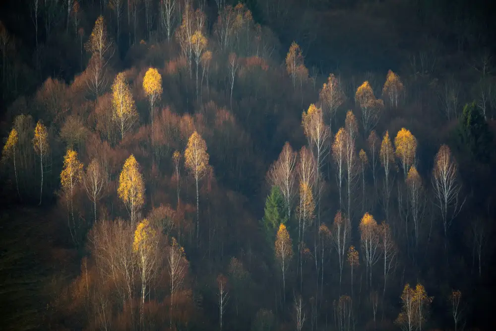 Ovidiu, Ioan Lazar: Late Autumn