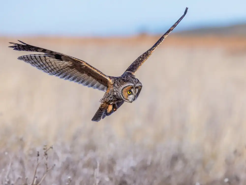 (吉星高照), Taksing: Long-eared owl