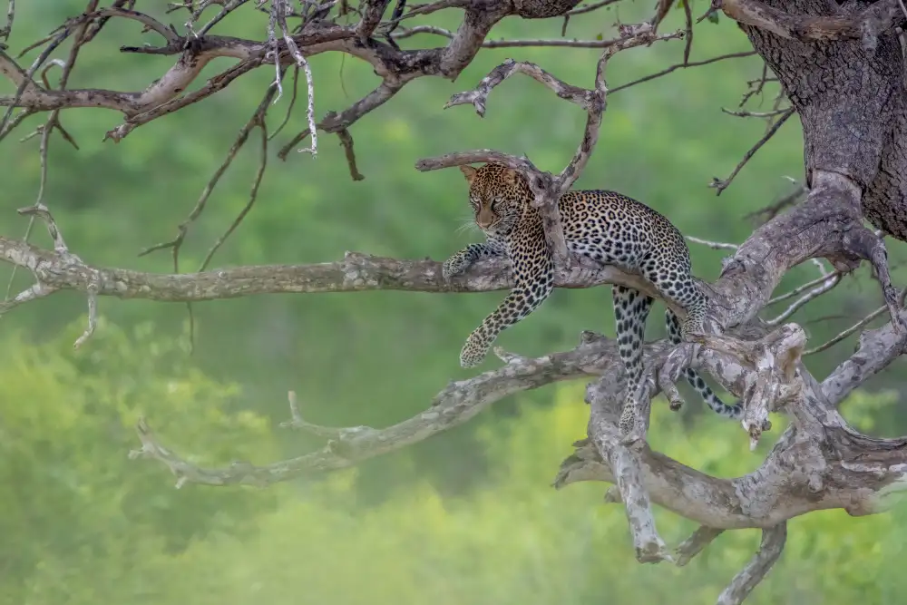 Catta, Alessandro: Leopardo in verde