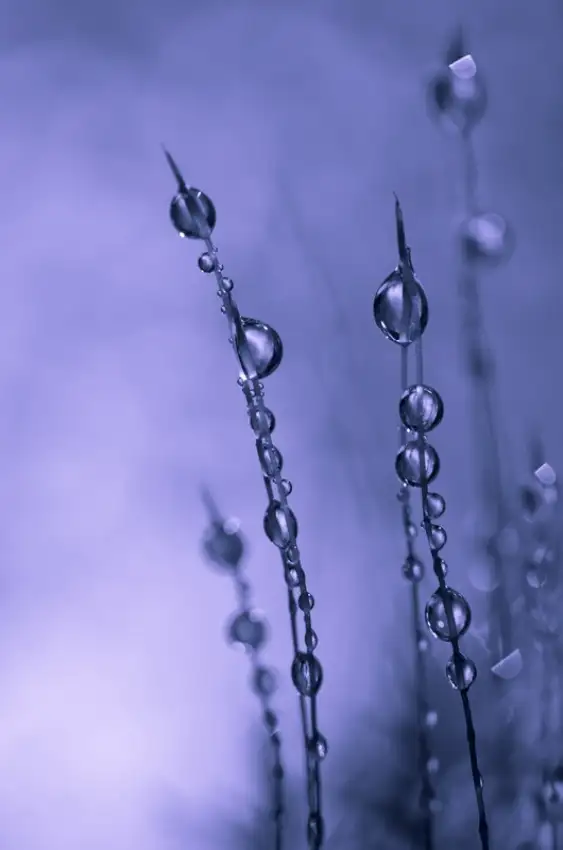Thalin, Bee: Drops of Silver