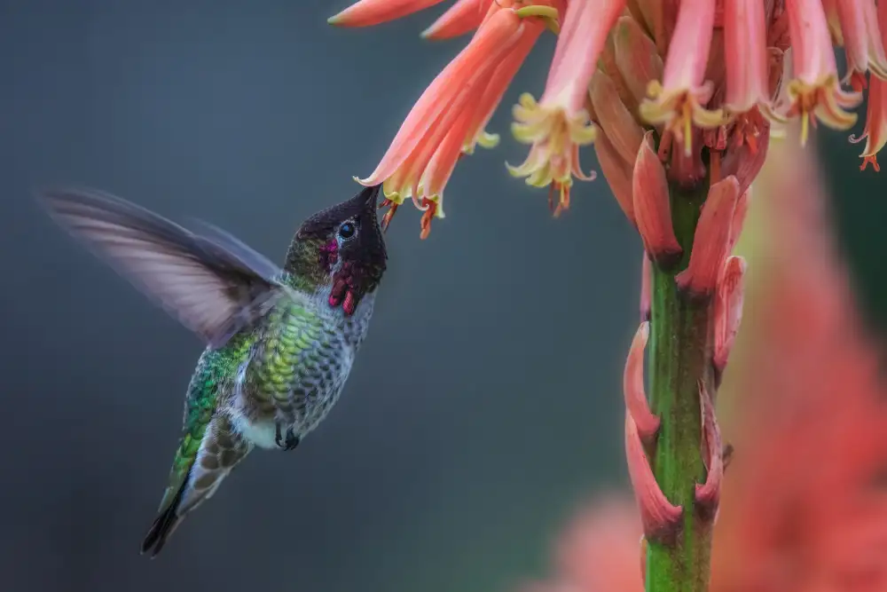 Liu, Wei: Winter Hummingbird