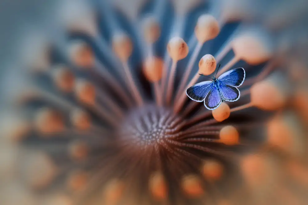 Pamungkas, Edy: Blue Butterfly