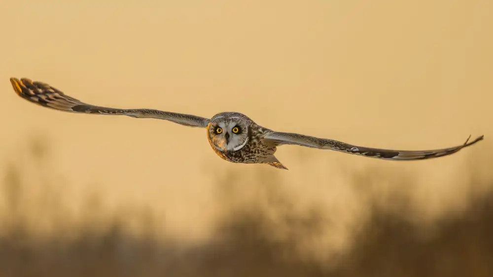 Xu, Jian: Fliegen Sie im letzten Sonnenuntergang
